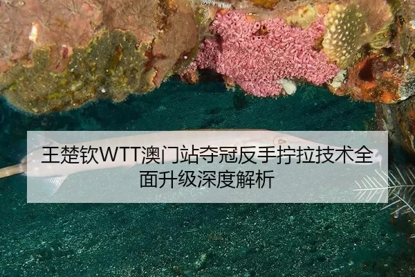 王楚钦WTT澳门站夺冠反手拧拉技术全面升级深度解析